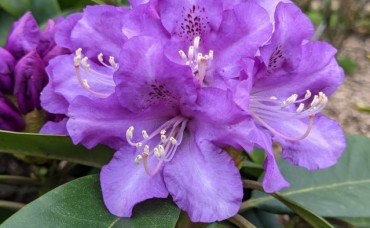 Rhododendron Mix C10